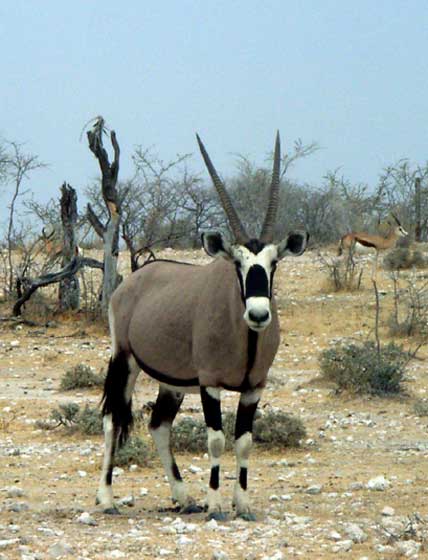 10-etosha-oryx-z.jpg