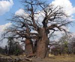 08-baobab-giant.jpg