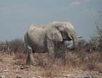 09-etosha-elefant.jpg
