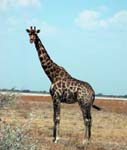 09-etosha-giraffe.jpg