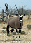 10-etosha-oryx-gross.jpg