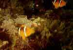 anemonenfisch-t.jpg