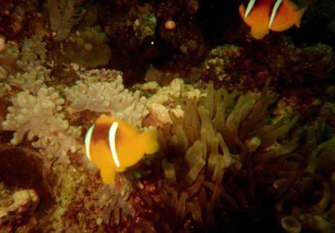 anemonenfisch.jpg